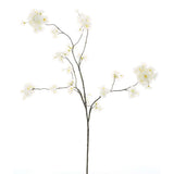 Prunus Malaga White 126cm