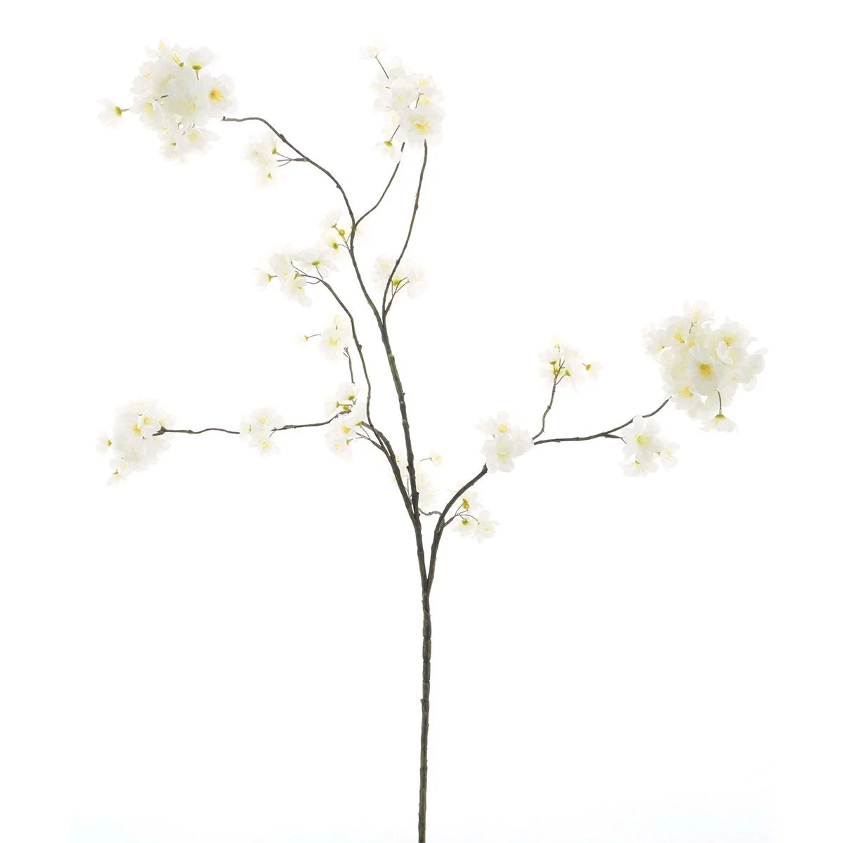 Prunus Malaga White 126cm