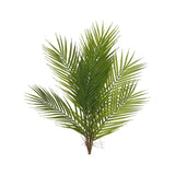 Areca Palm Bundle 60cm