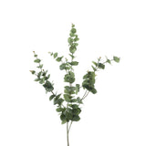 Eucalyptus Mirai spring 85cm