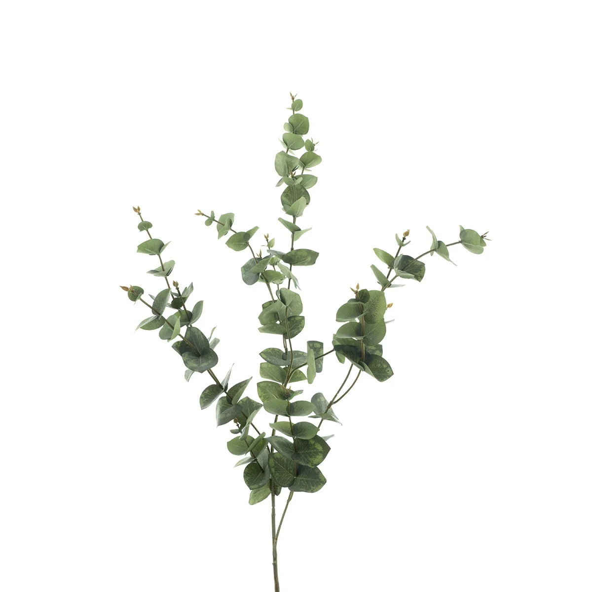 Eucalyptus Mirai spring 85cm