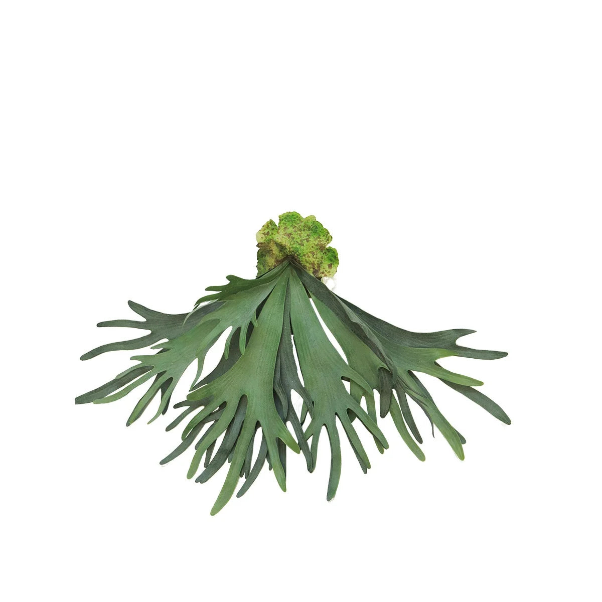 Platycerium large 60cm