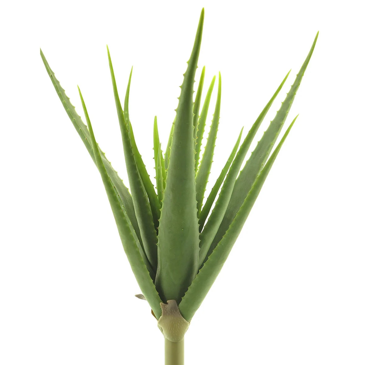 Aloe vera planta 61cm