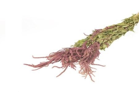 
            Bunch Amaranthus Caud. 60cm