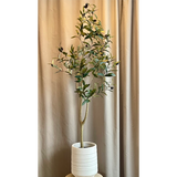 Ólífutré 120cm