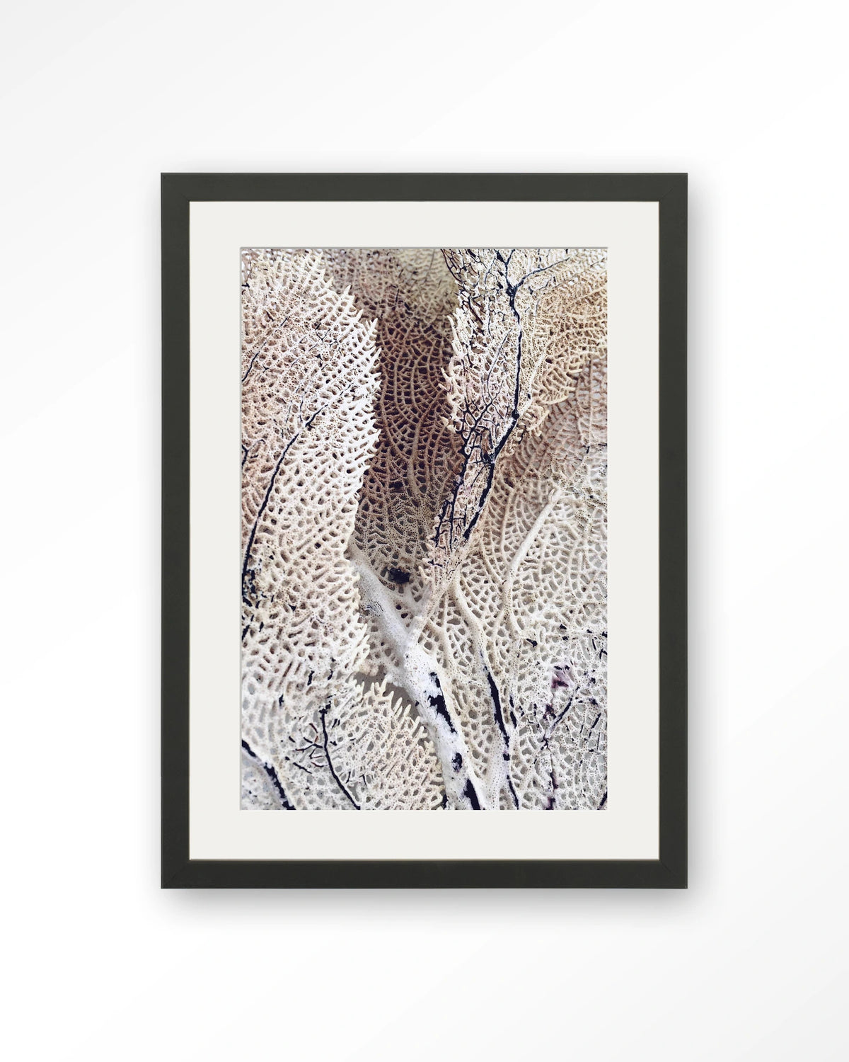 Curly soft coral veggmynd 40x50cm