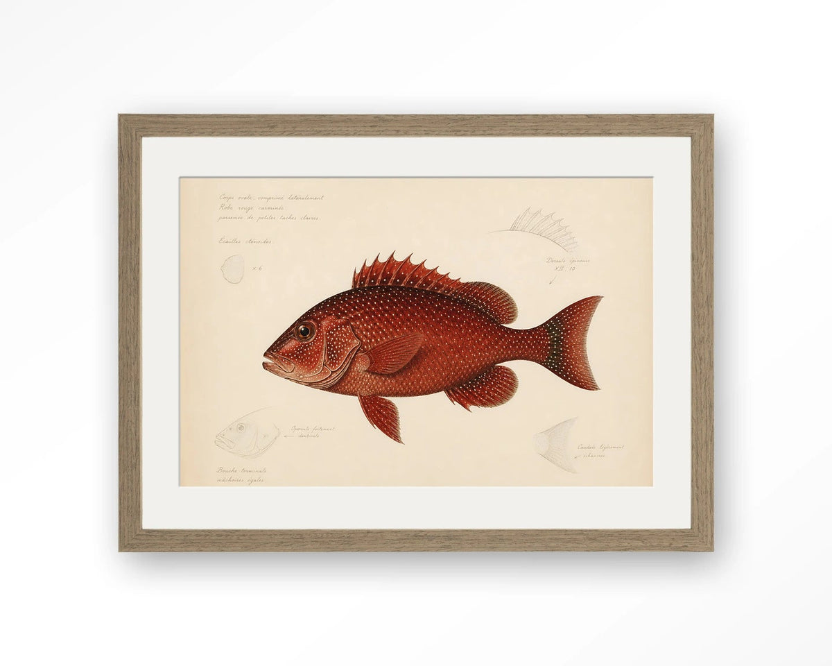 Red snapper 50x70