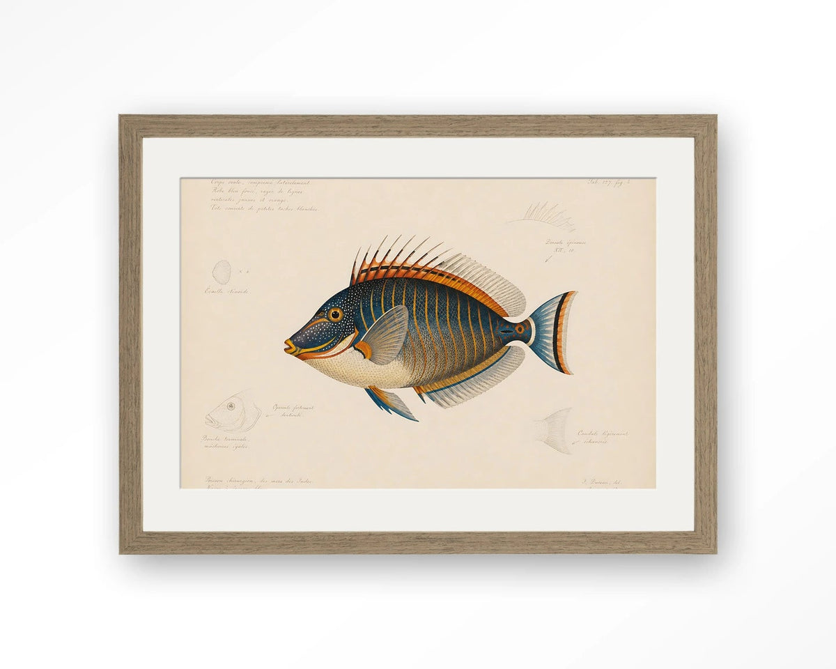 Tropical fish veggmynd 50x70
