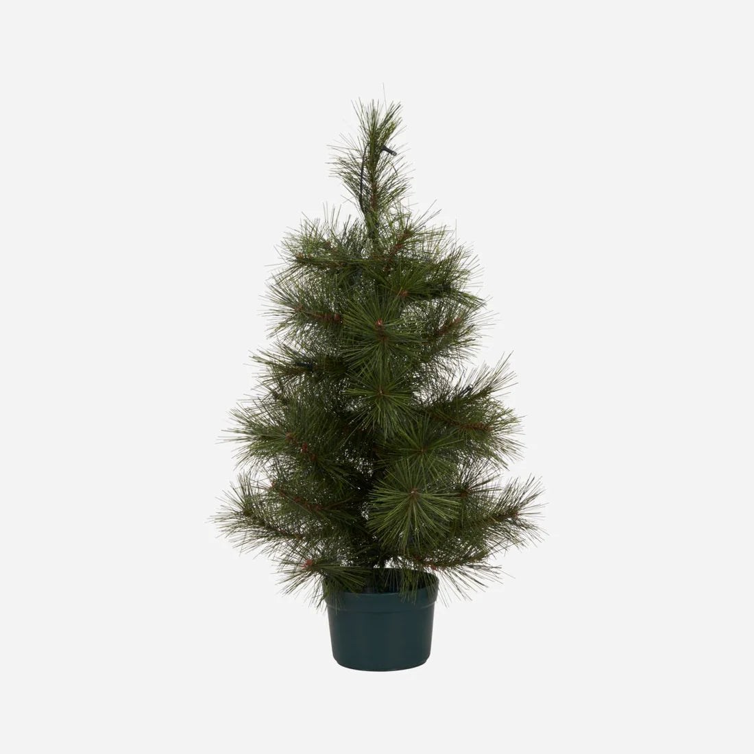 
      Jólatré Pinus grænt h:60cm