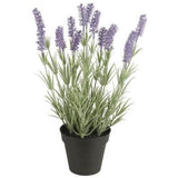 Lavender í potti h:40cm