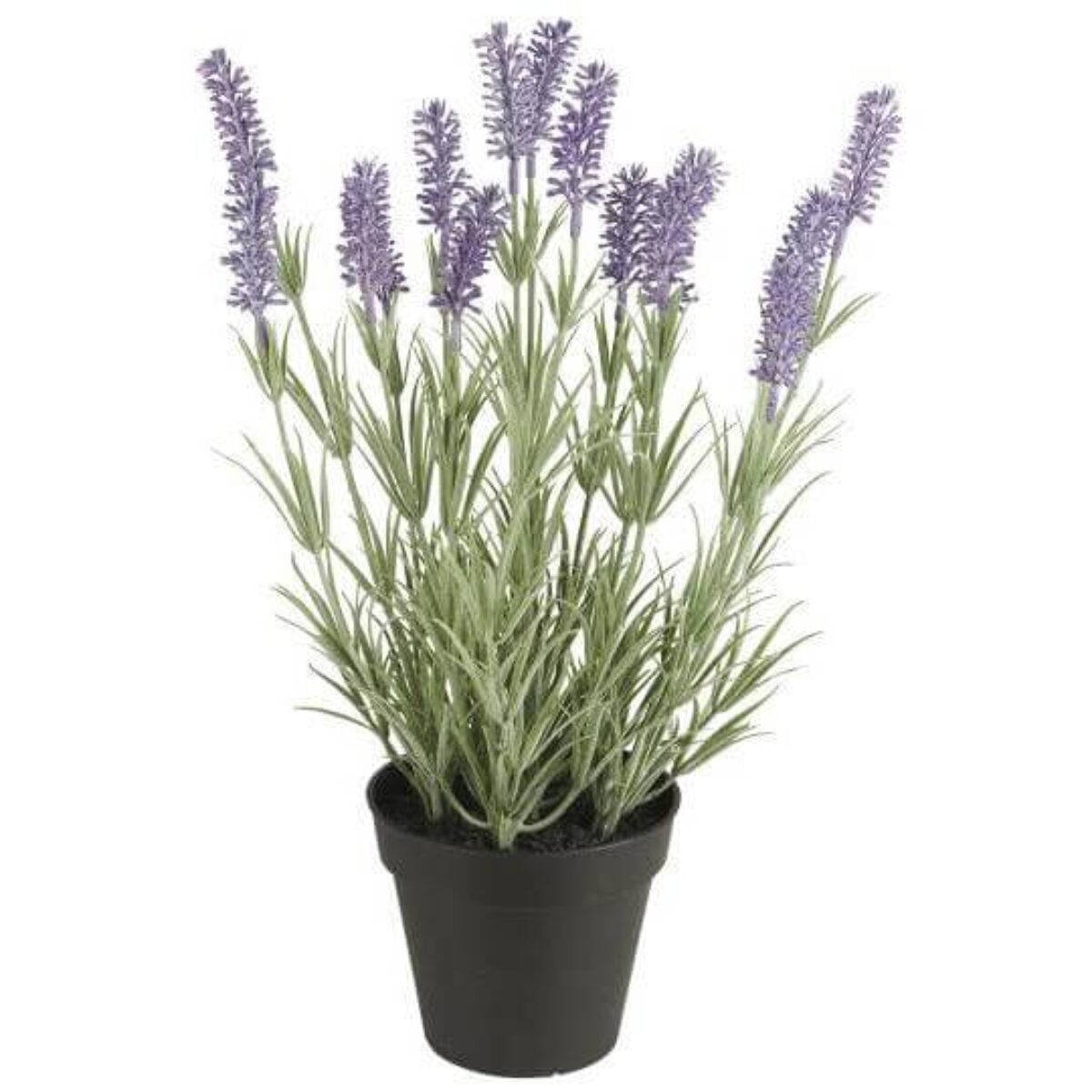 Lavender í potti h:40cm
