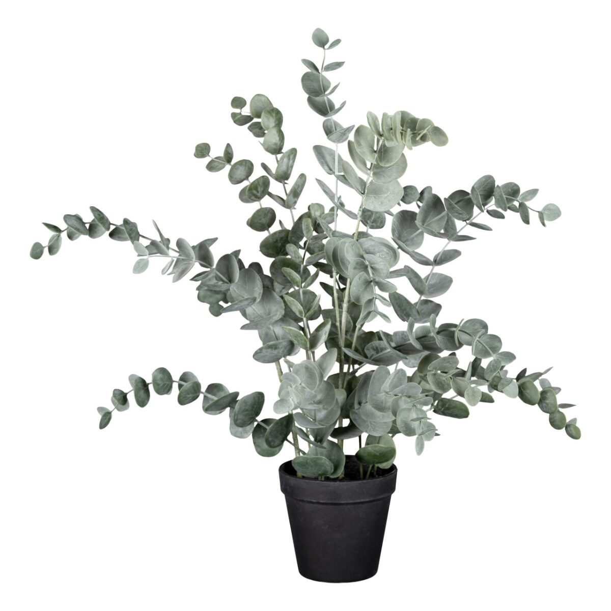 Eucalyptus í potti h:50cm