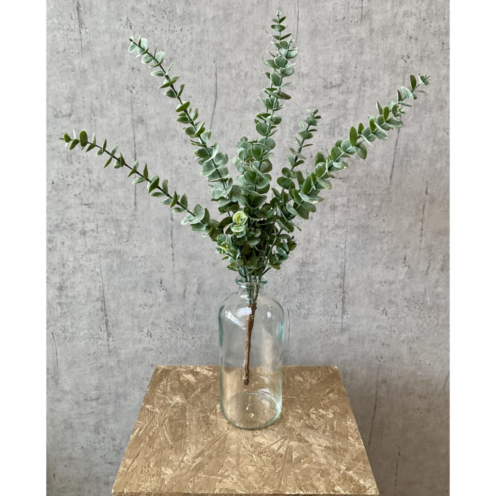 Eucalyptus greinar, 61cm