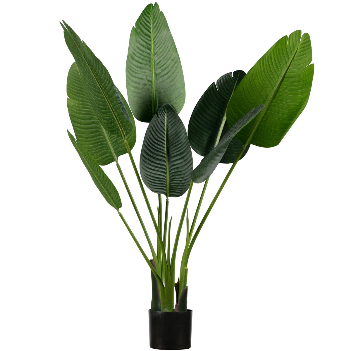 Strelitzia gerviplanta græn 108 cm