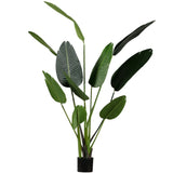 Strelitzia gerviplanta græn 164 cm