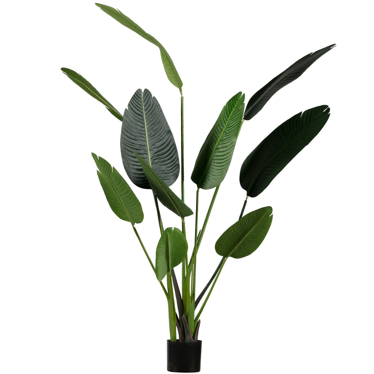 Strelitzia gerviplanta græn 164 cm