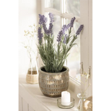 Lavender í potti h:40cm