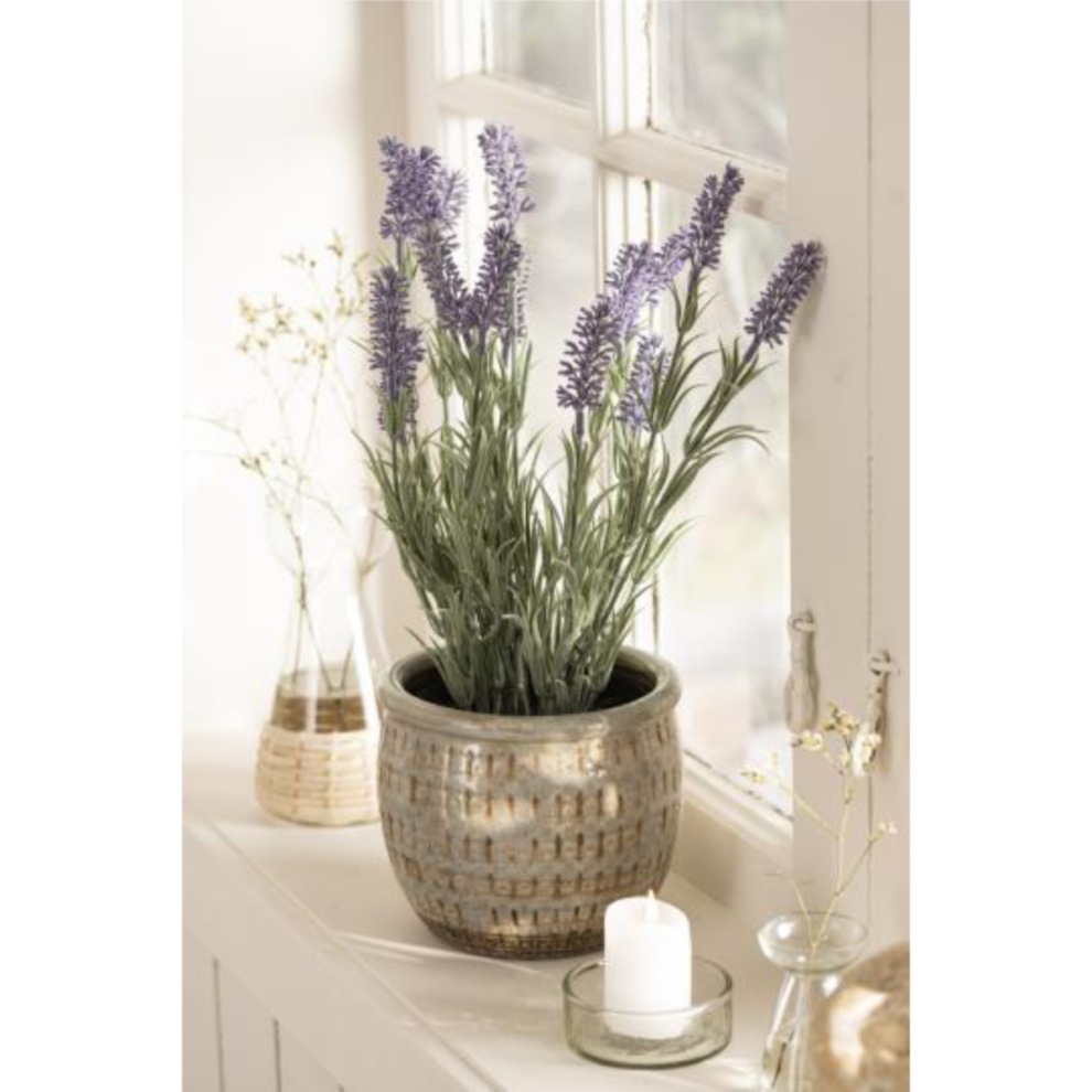 Lavender í potti h:40cm