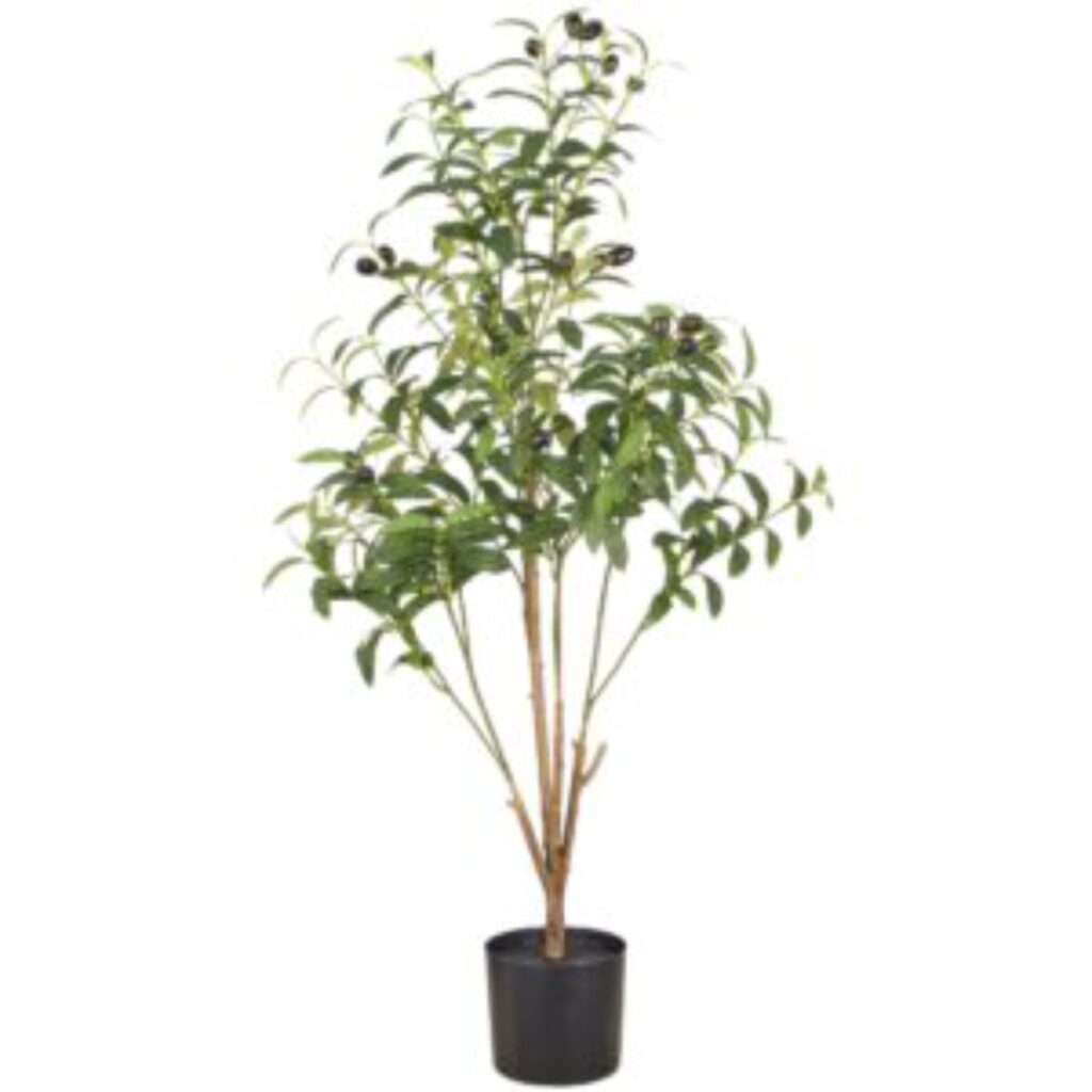 Ólífutré 90cm