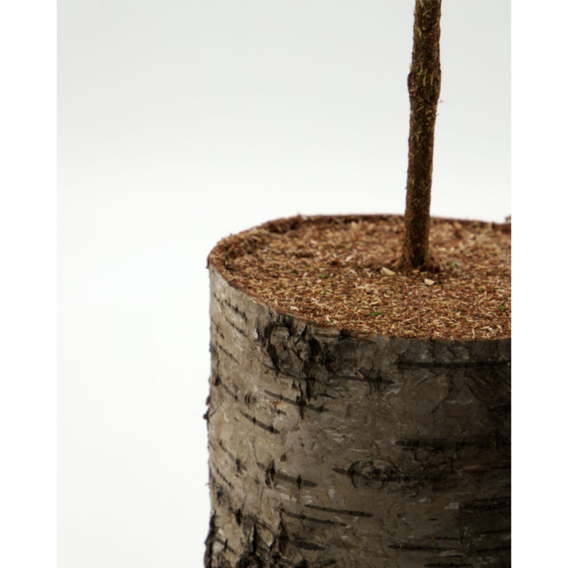 Pine jólatré 60cm