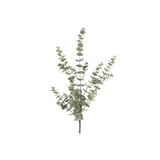 Eucalyptus grein 75cm