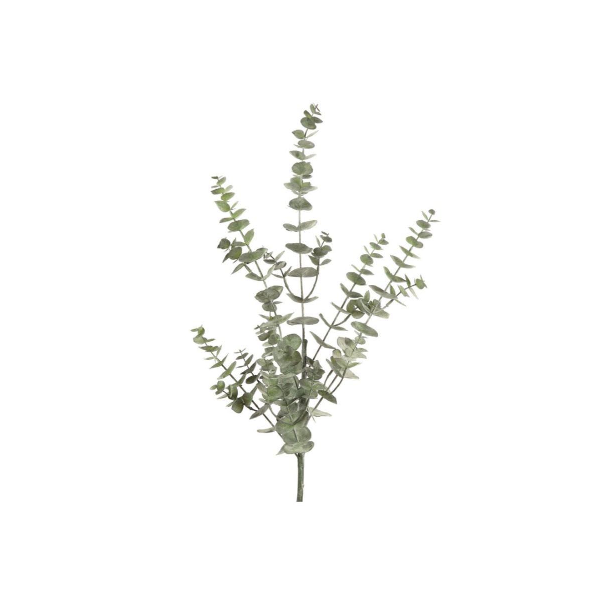 Eucalyptus grein 75cm
