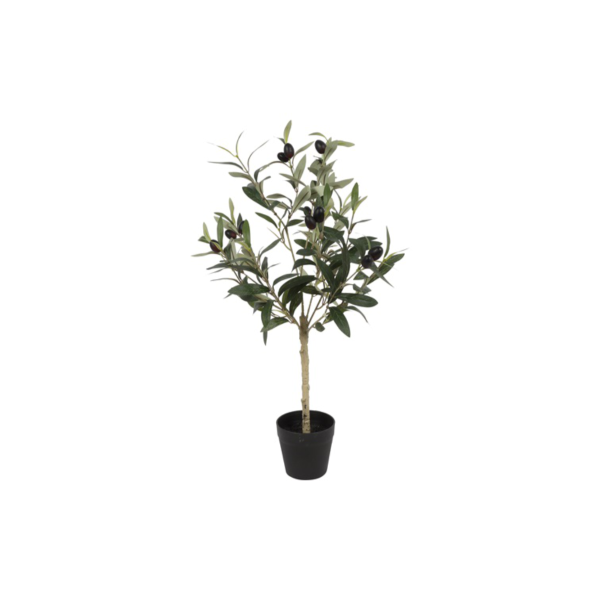 Ólífutré í potti h: 65cm