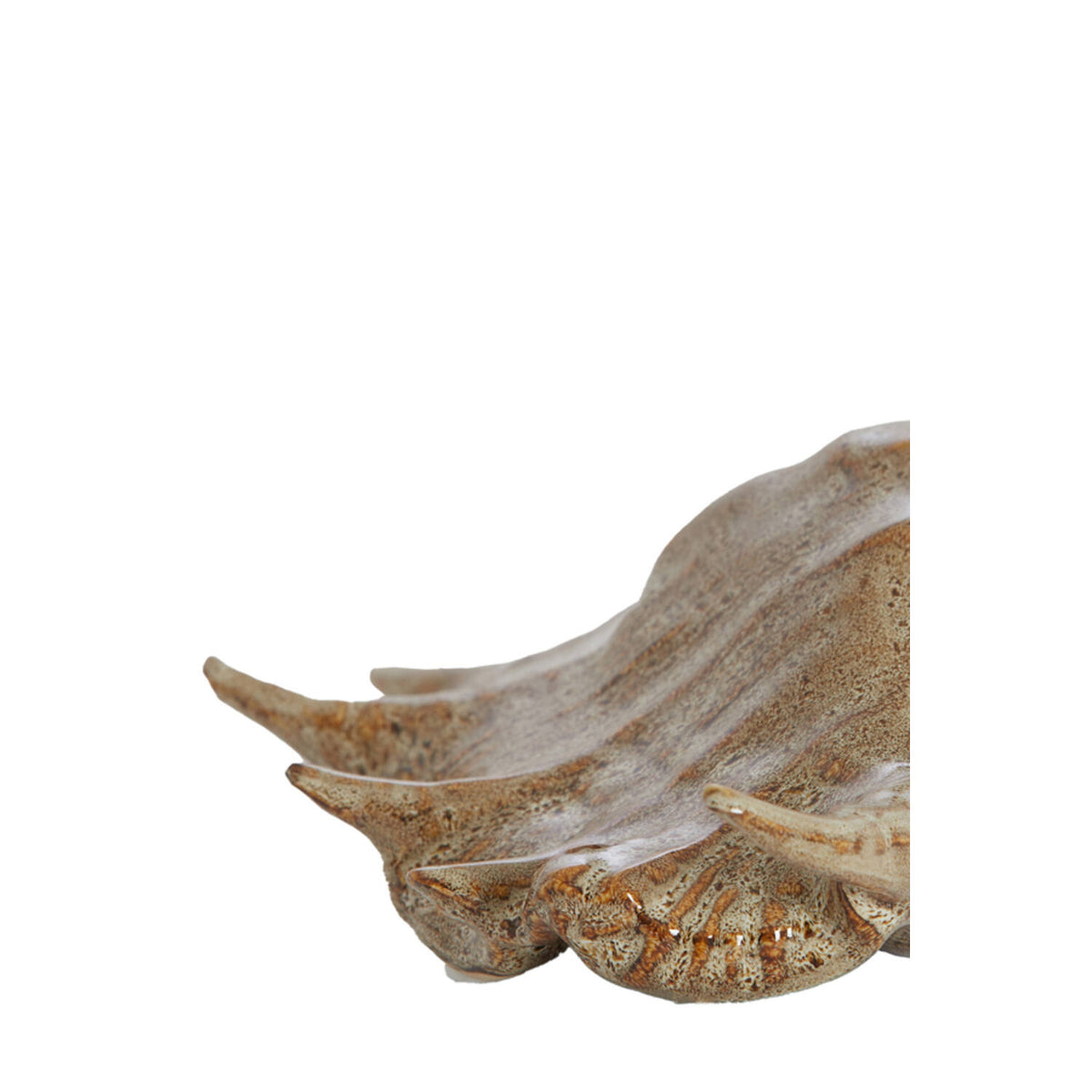 Shell skraut brown 26,5x16x7,5 cm