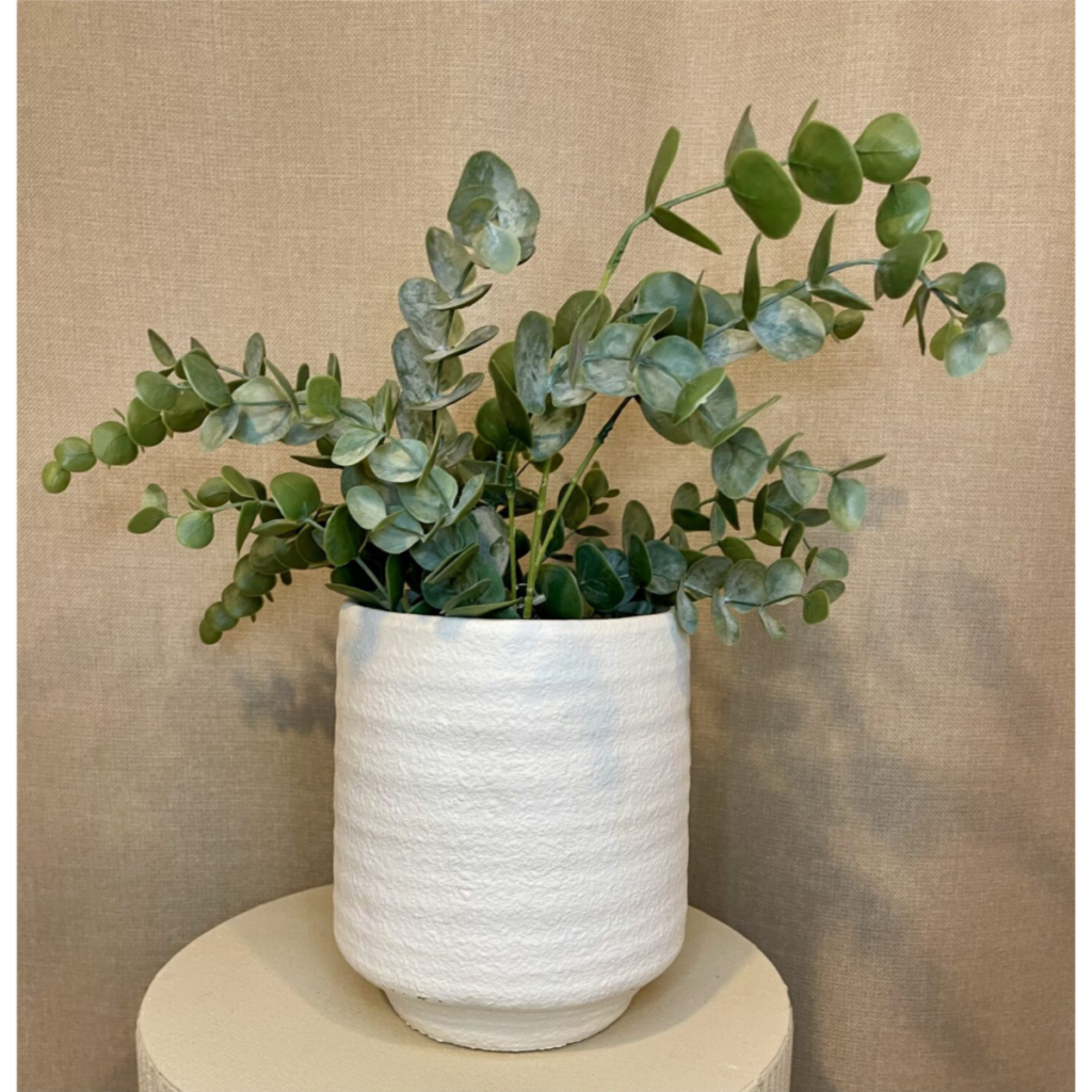 Eucalyptus í potti h:50cm