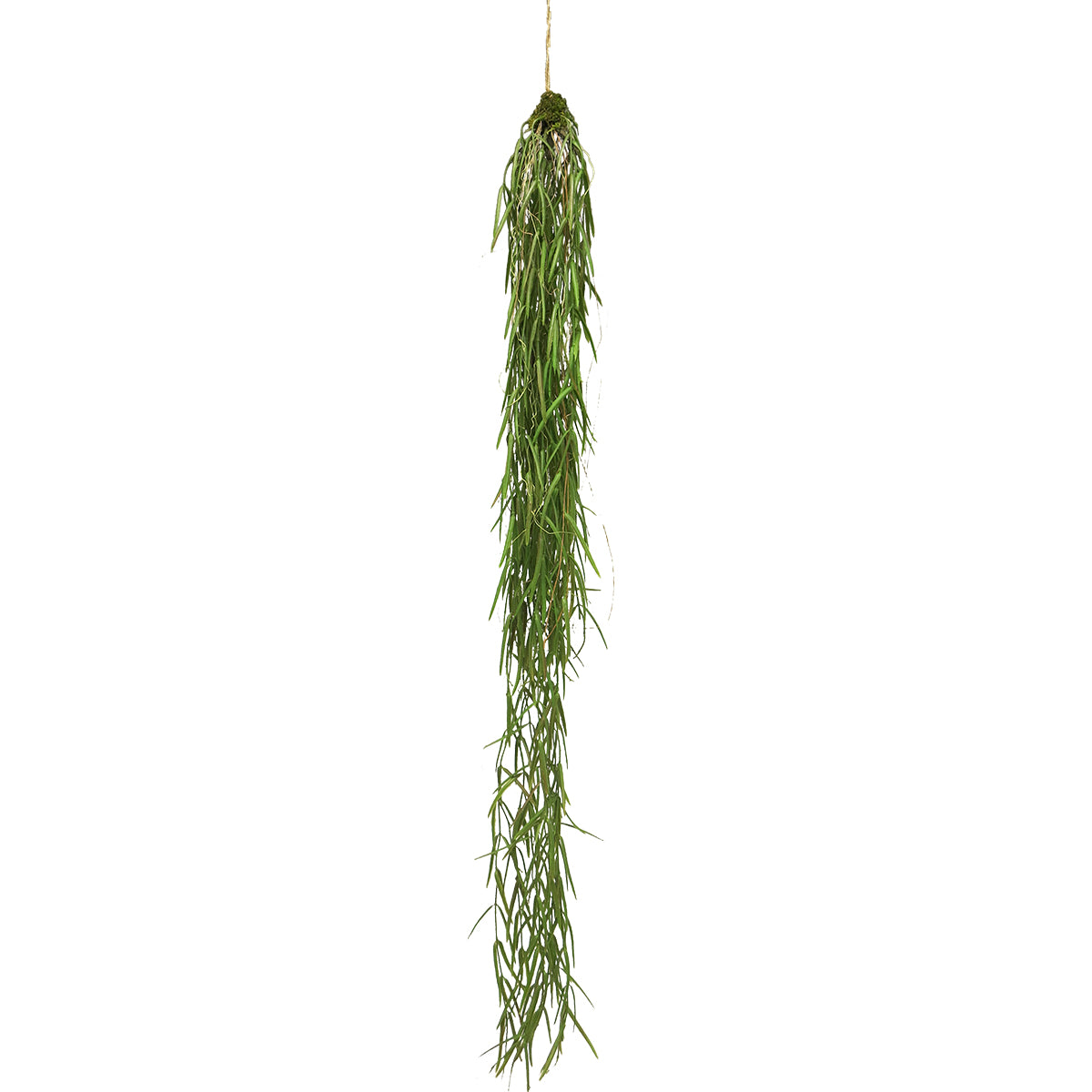 Hanging sprengeri bush 94cm