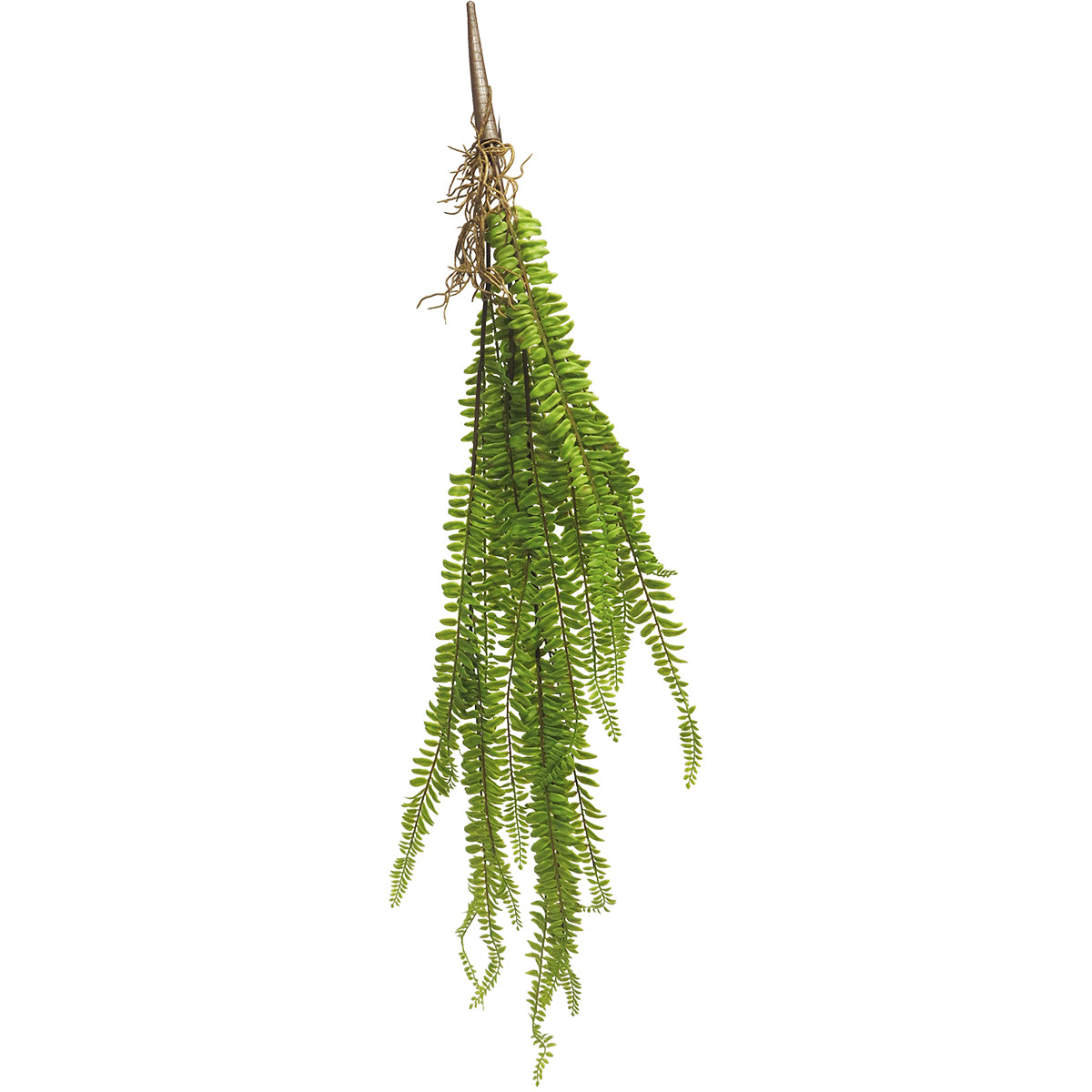 Boston fern bush 88cm