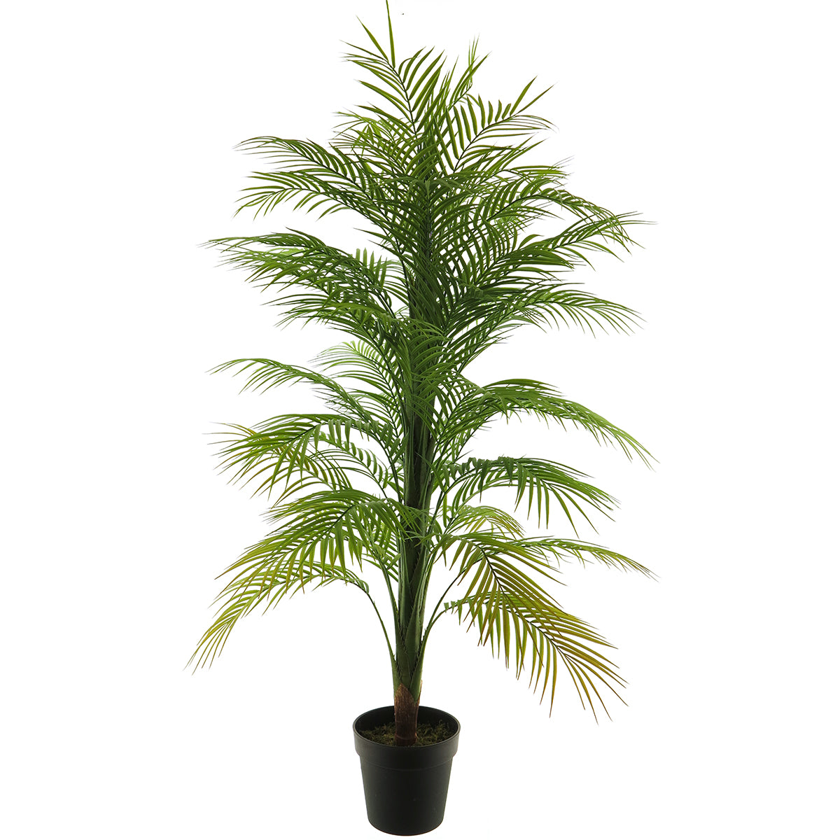 Areca palm 140cm