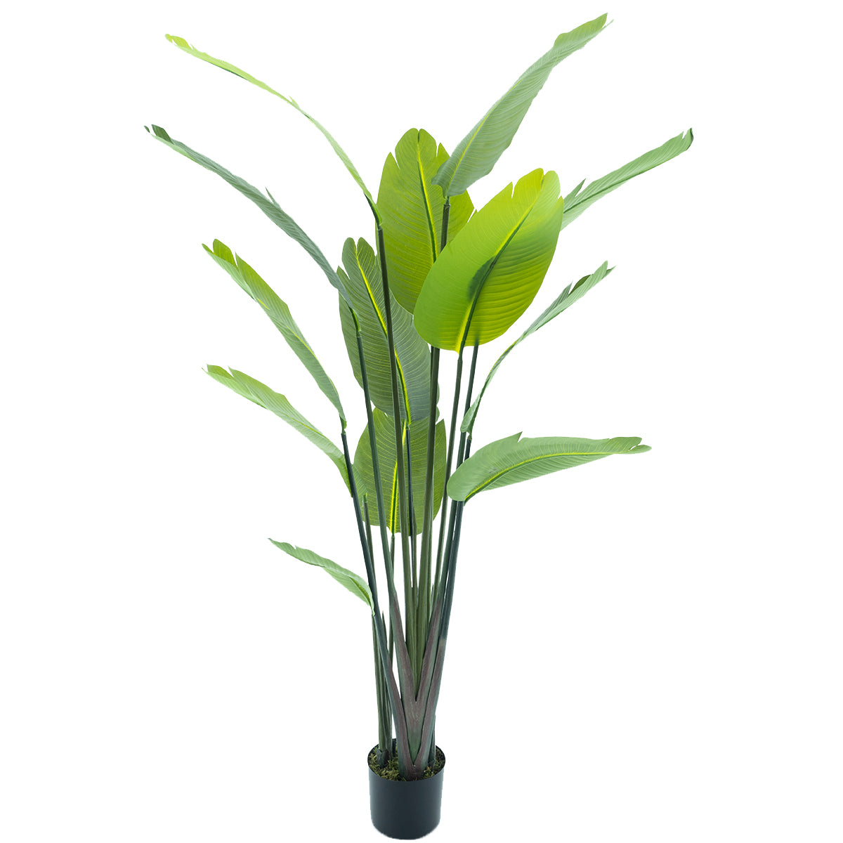 Strelitzia palm 187cm
