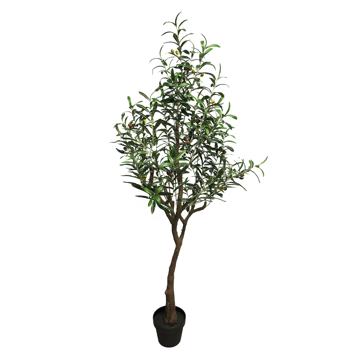 Ólífu tré Charlotte 150cm