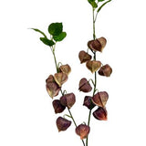 Physalis spray yellow 92cm