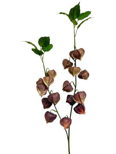 Physalis spray yellow 92cm