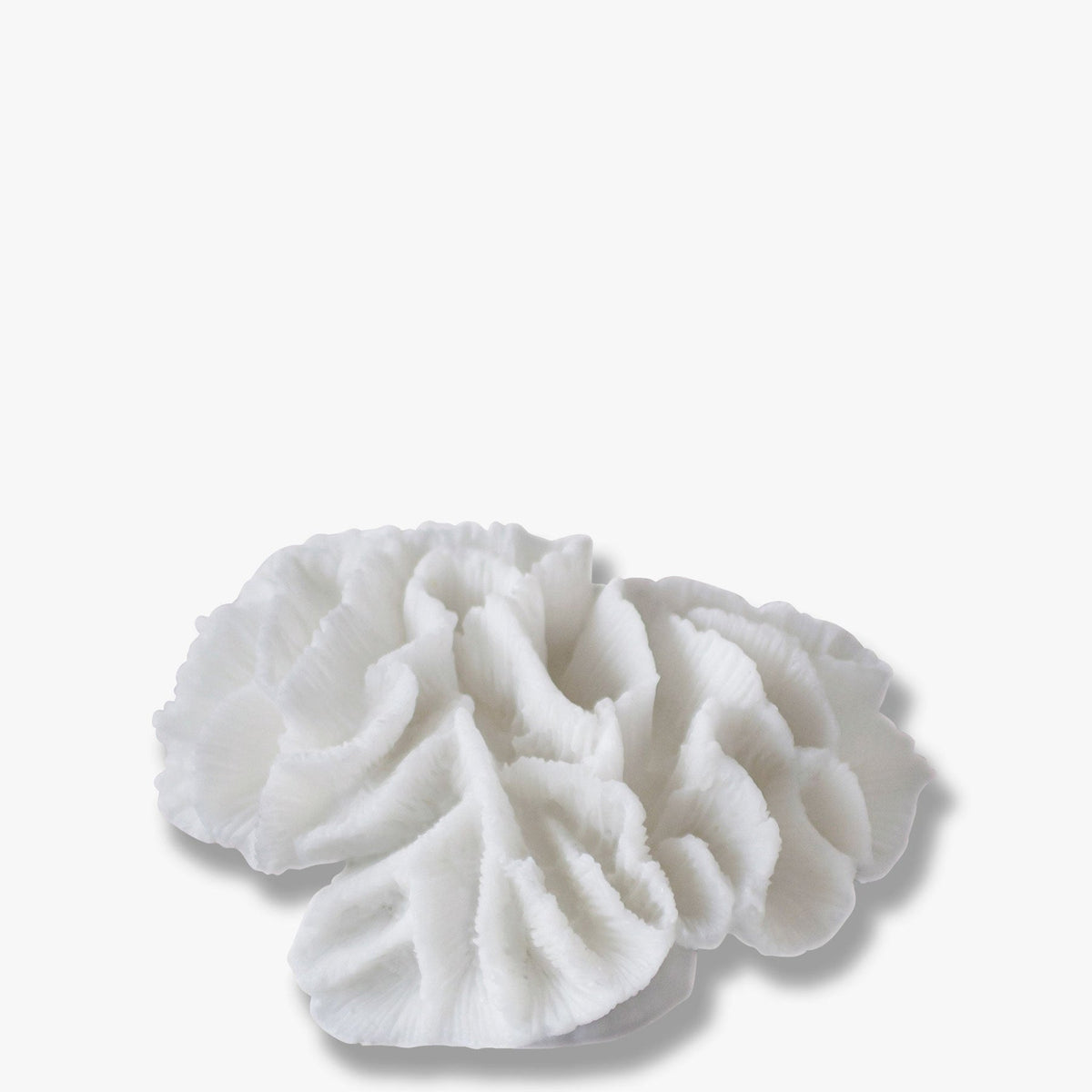 Coral skraut