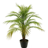 Areca palm 90cm