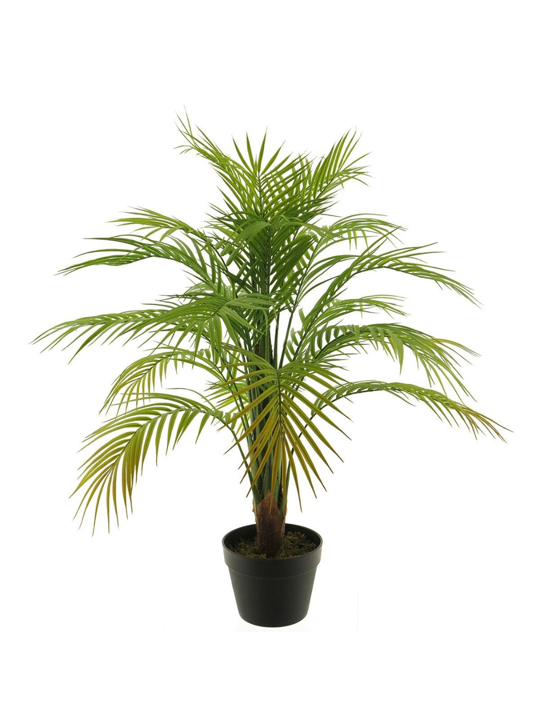 Areca palm 90cm