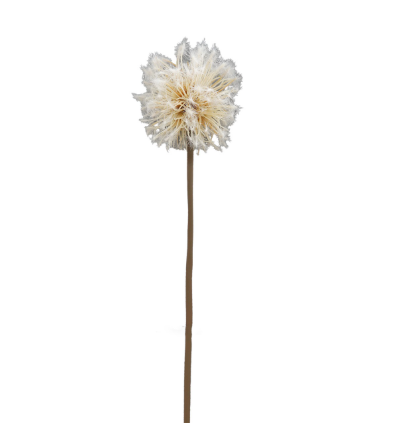 Paardenbloem 74cm cream