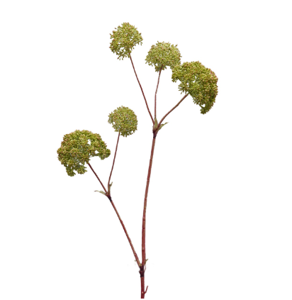 Engelwortel 132cm green
