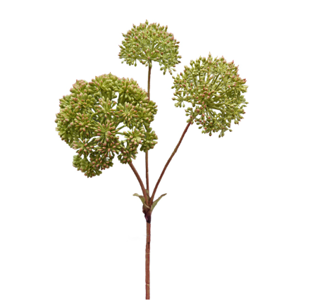 Engelwortel 74cm green
