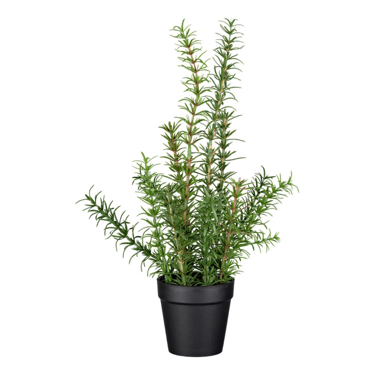 Rosmarin í potti h:40cm