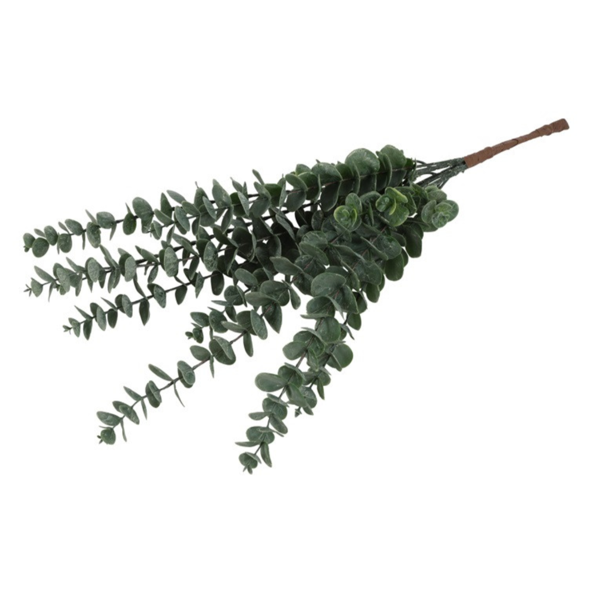 Eucalyptus greinar, 61cm