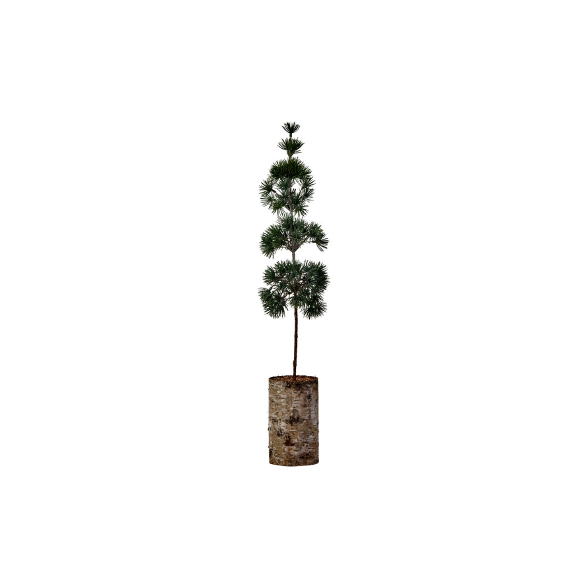 Pine jólatré 60cm