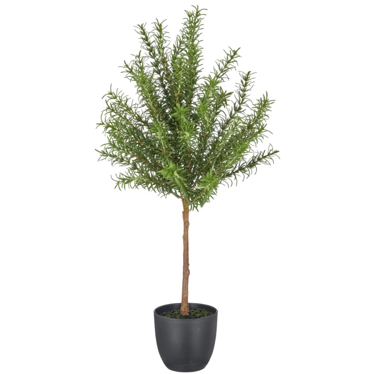 Rosmarin hár stöngull í potti h:60cm