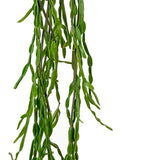 Hanging cactus green 150cm