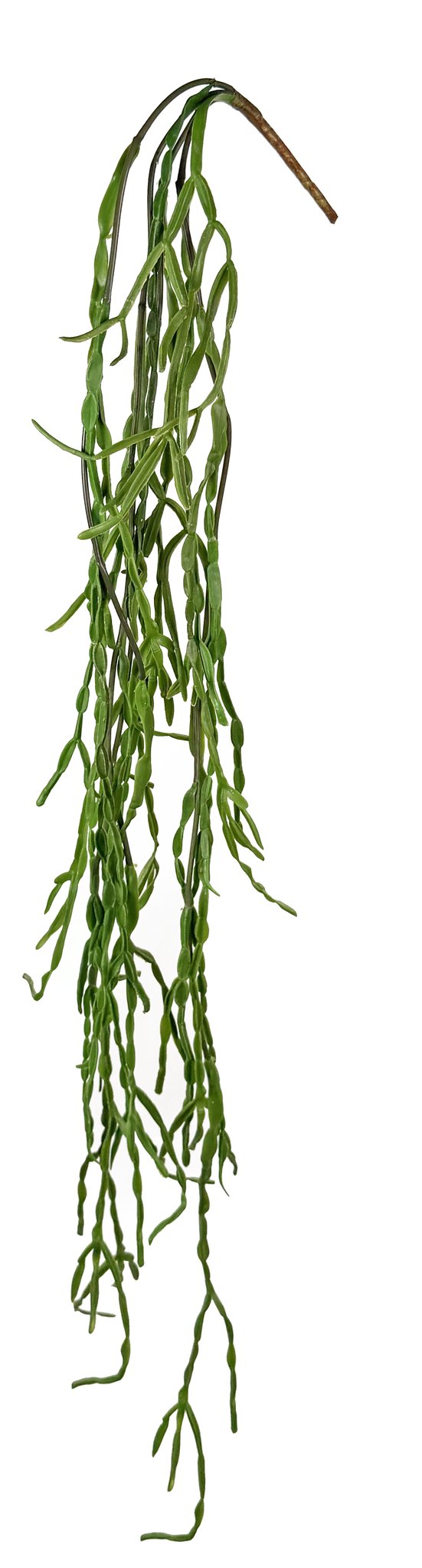 Hanging cactus green 150cm