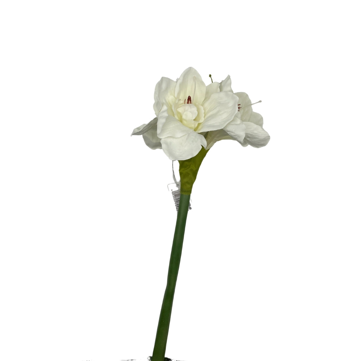 
            Amaryllis hvítur 66cm