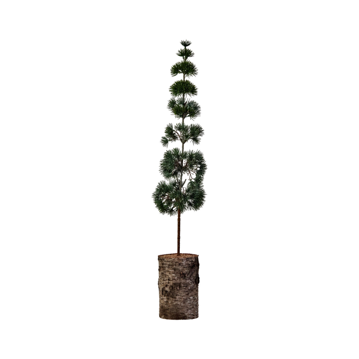 Pine jólatré 80cm